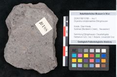 Foto (Objekt + Etikett) von Dryandra comptoniaefolia Ettingshausen (NHMW-GEO-2024-0188-10188)